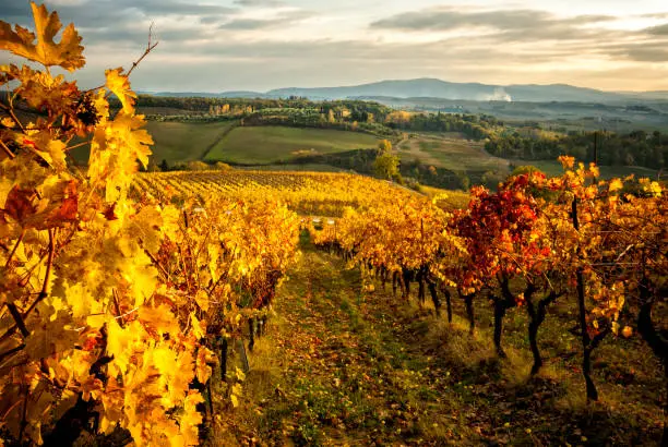 Photo of Vine leaves after the autumn harvest. Chianti vineyards in Tuscany, Italy.