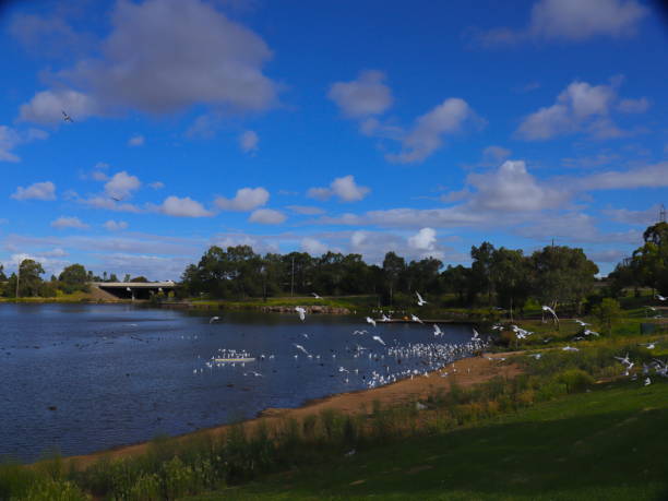 istock Birds flocking in a Park lake in Broadmeadows Melbourne 1214042543