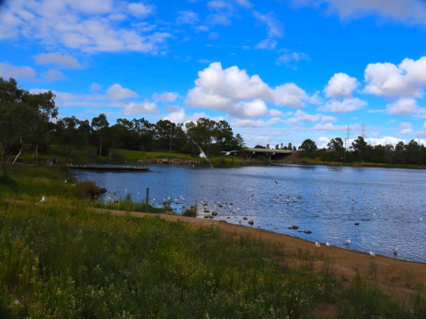 istock Birds flocking in a Park lake in Broadmeadows Melbourne 1214043137