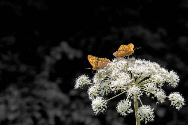 Flowers with butterflies on grey background