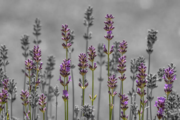Purple lavender on grey illustration