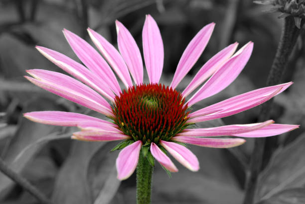 istock Pink coneflower on grey background in summer 1214043442