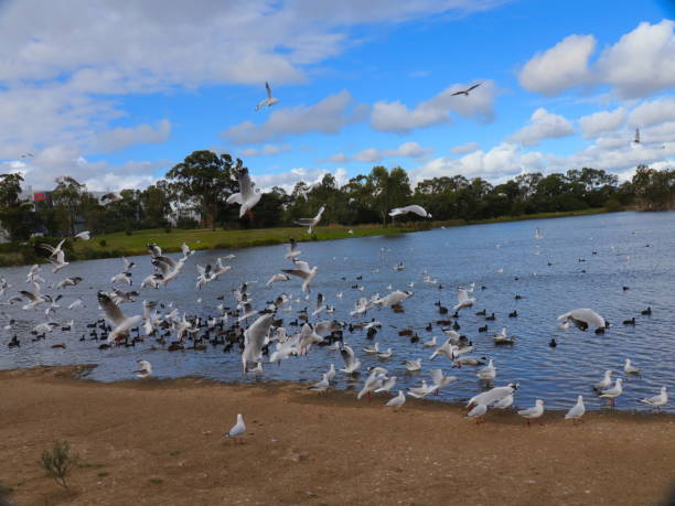 istock Birds flocking in a Park lake in Broadmeadows Melbourne 1214043837
