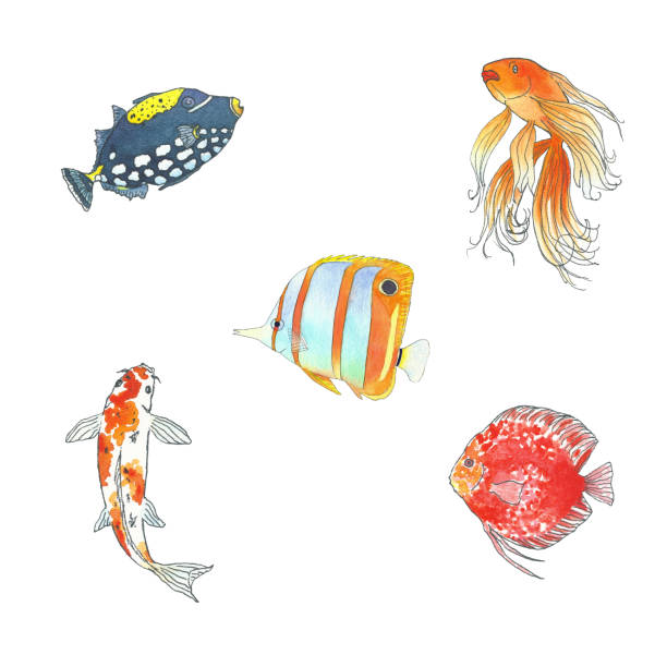 Discus Fish Draw How To Draw Discus Fish