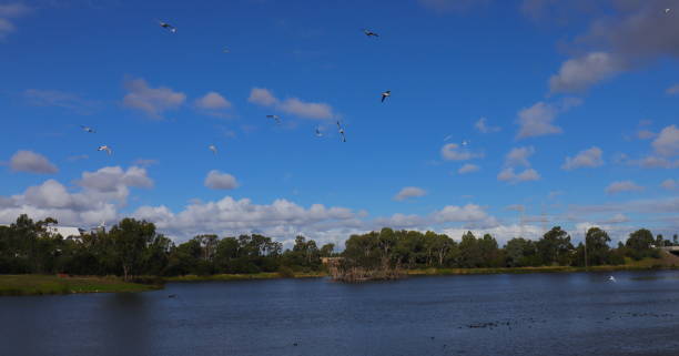 istock Birds flocking in a Park lake in Broadmeadows Melbourne 1214043966