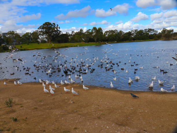 istock Birds flocking in a Park lake in Broadmeadows Melbourne 1214044053