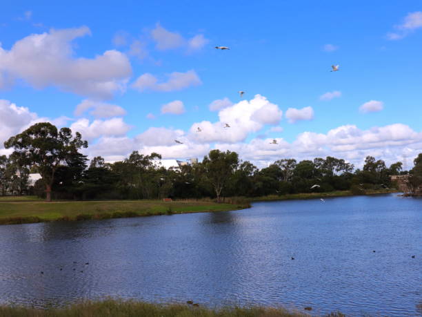 istock Birds flocking in a Park lake in Broadmeadows Melbourne 1214044628