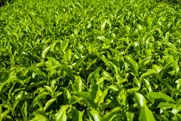 istock Beautiful tea plantation Cameron Highland 1214045268