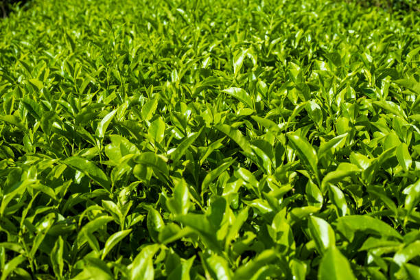 istock Beautiful tea plantation Cameron Highland 1214045271