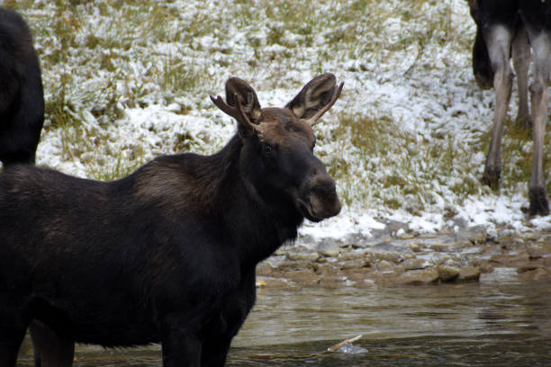 Moose A Moose in Yellowstone National Park neta degany stock pictures, royalty-free photos & images
