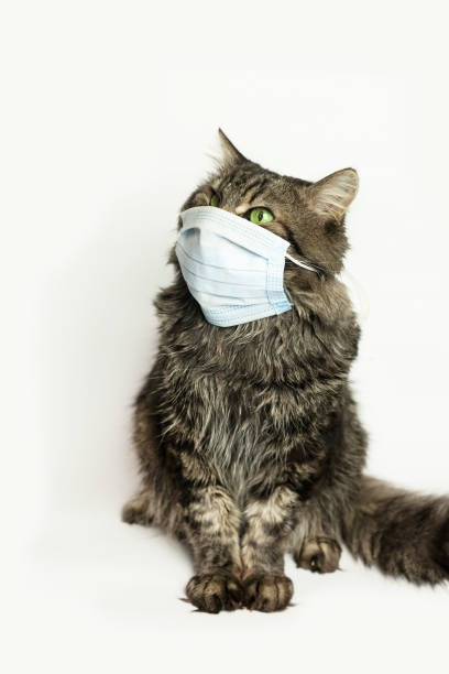 istock Medical mask for cat virus protected cat at home 1214046600