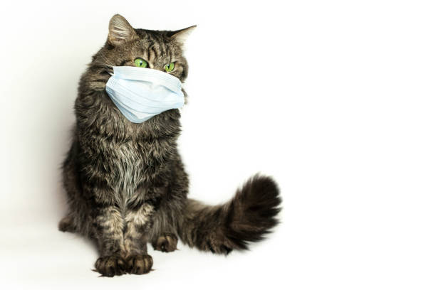 istock Medical mask for cat virus protected cat at home 1214046617
