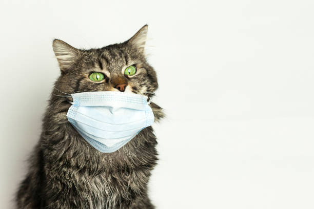 istock Medical mask for cat virus protected cat at home 1214046641
