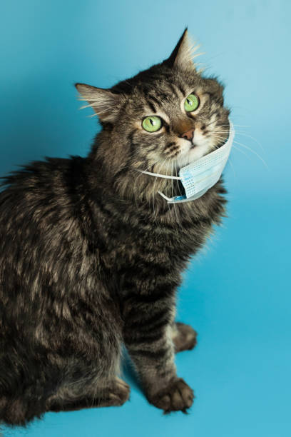 istock Medical mask for cat virus protected cat at home 1214046701