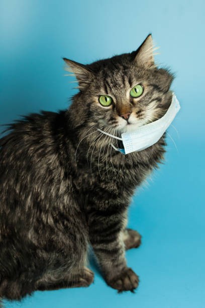 istock Medical mask for cat virus protected cat at home 1214046725