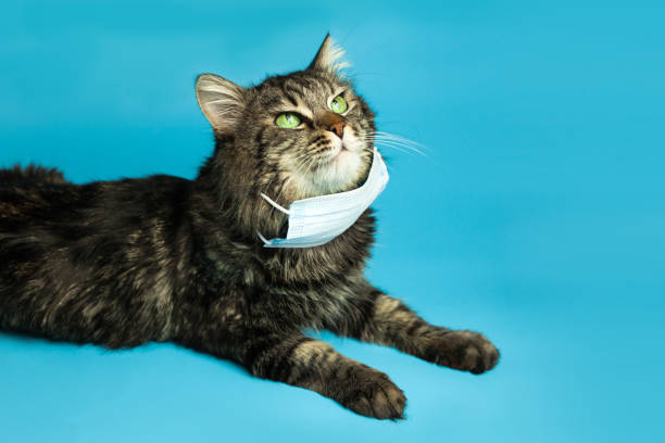 istock Medical mask for cat virus protected cat at home 1214046751