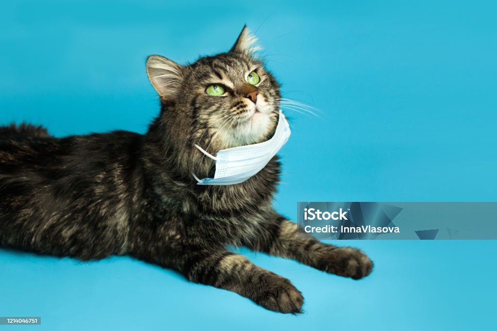 Formode Almindeligt Krønike Medicinsk Mask För Kattvirusskyddad Katt Hemma-foton och fler bilder på  Tamkatt - Tamkatt, Coronavirus, Skyddsmask - iStock