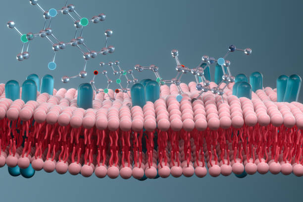 istock Cell membrane and biology, biological concept, 3d rendering. 1214046771