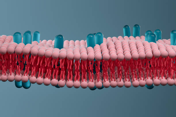 istock Cell membrane and biology, biological concept, 3d rendering. 1214046772