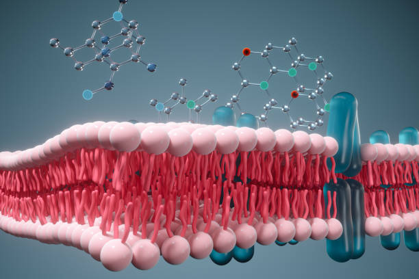 istock Cell membrane and biology, biological concept, 3d rendering. 1214046823