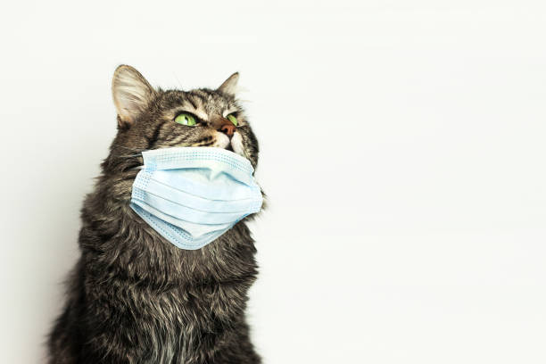 istock Medical mask for cat virus protected cat at home 1214046861