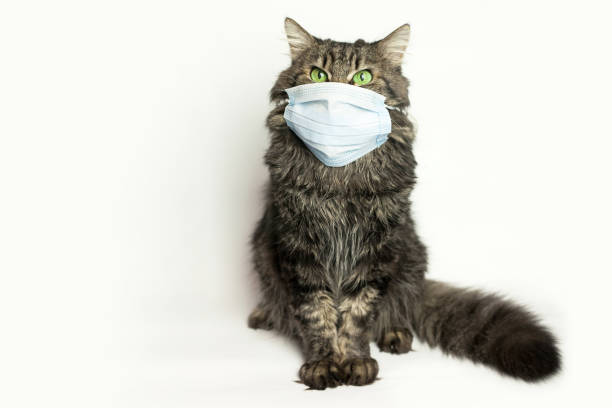 istock Medical mask for cat virus protected cat at home 1214046885