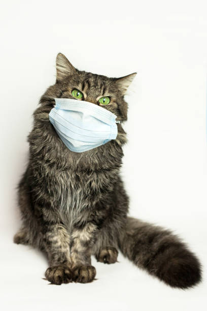 istock Medical mask for cat virus protected cat at home 1214046898