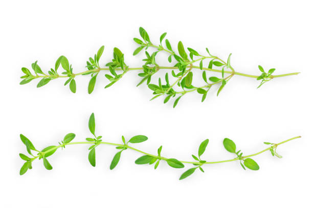 istock Fresh thyme spice isolated on white background, Top view. Flat lay. 1214048187