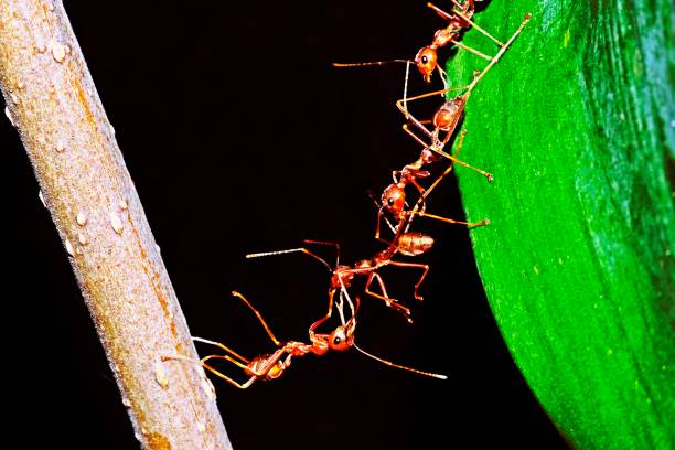 Ant bridge - help friends crossing to other side.