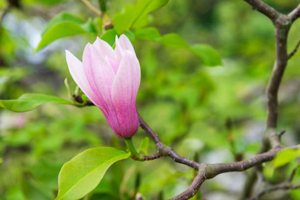 istock Beautiful pink magnolia flower on the tree 1214048505