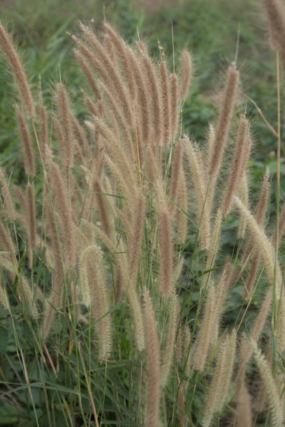 istock Close-up of long grass moving in wind. 1214049487