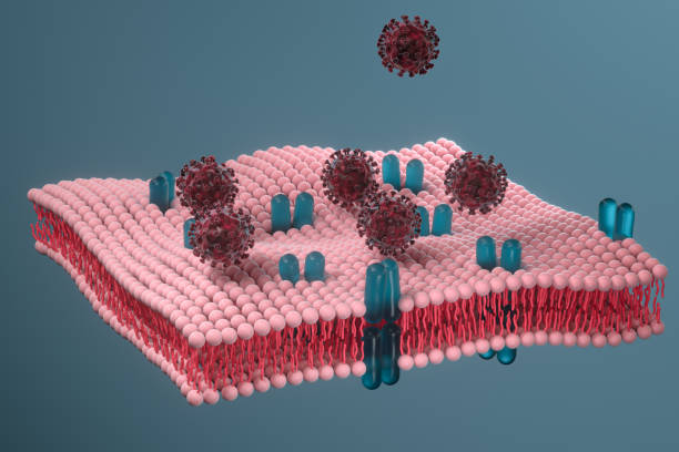 istock Cell membrane and coronavirus, medical concept, 3d rendering. 1214049646