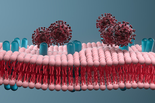 Cell membrane and coronavirus, medical concept, 3d rendering. Computer digital drawing.