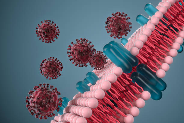 istock Cell membrane and coronavirus, medical concept, 3d rendering. 1214049657