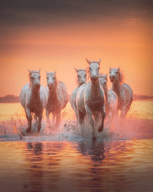 istock Three white Camargue horses running on the sunrise water 1214051323