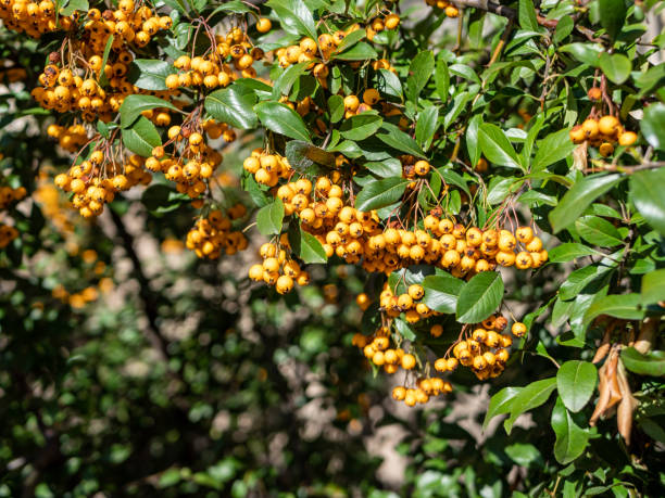 arbusto ornamental pyracantha de espinho de fogo na primavera - pyrinae - fotografias e filmes do acervo