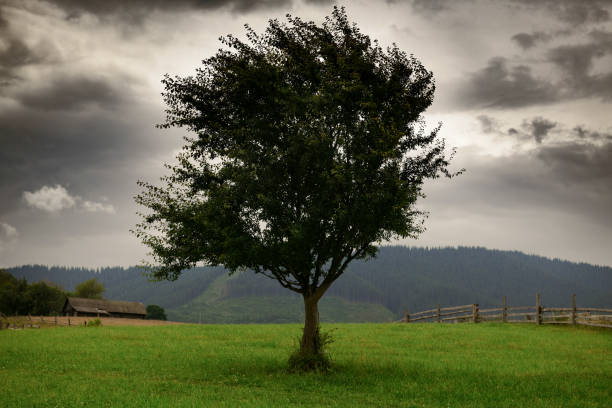 dark clouds, stormy sky and one tree on a meadow in carpathian mountains, wind, countryside, spruces on hills, beautiful nature, summer landscape