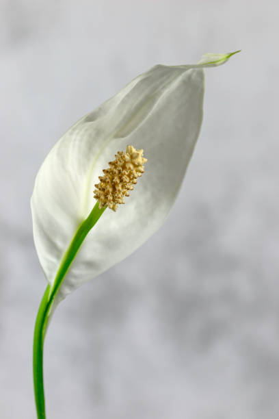 istock Lone white blooming calla flower 1214052845