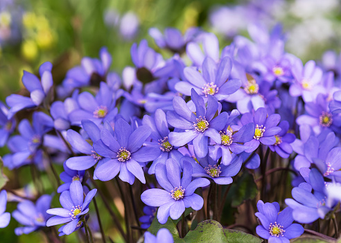 Blossoming hepatica wildflowers in early spring in the forest. (Common Hepatica) Selective focus.