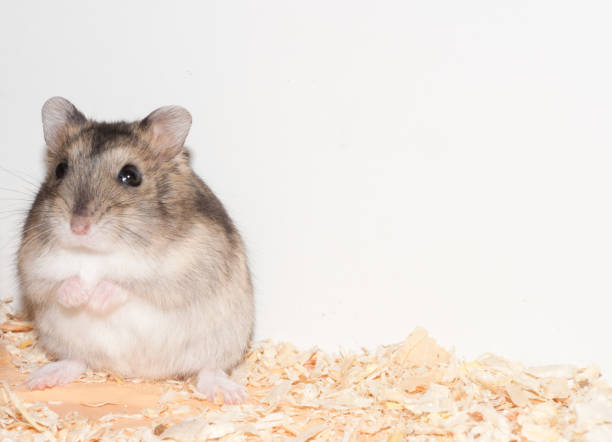 istock Djungarian dwarf hamster [Phodopus sungorus] 1214054977