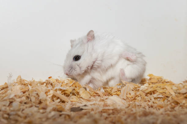 istock Djungarian dwarf hamster [Phodopus sungorus] 1214055006