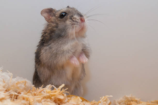 istock Djungarian dwarf hamster [Phodopus sungorus] 1214055087