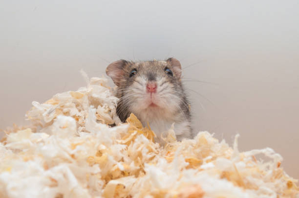 istock Djungarian dwarf hamster [Phodopus sungorus] 1214055139