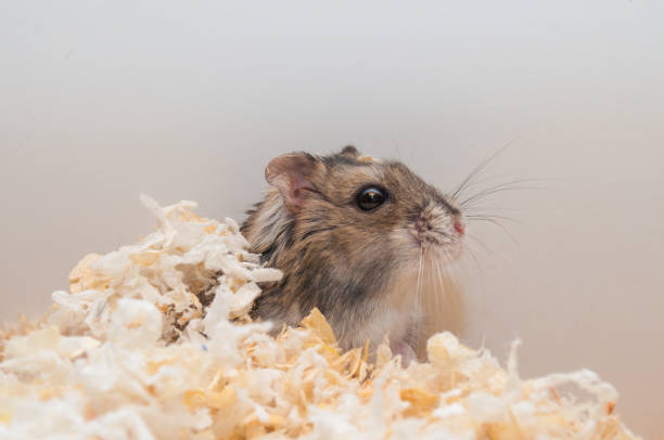istock Djungarian dwarf hamster [Phodopus sungorus] 1214055189