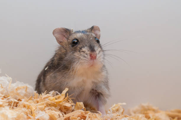 istock Djungarian dwarf hamster [Phodopus sungorus] 1214055230