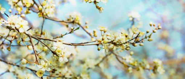 istock beautiful white flowering tree in retro colors 1214057321