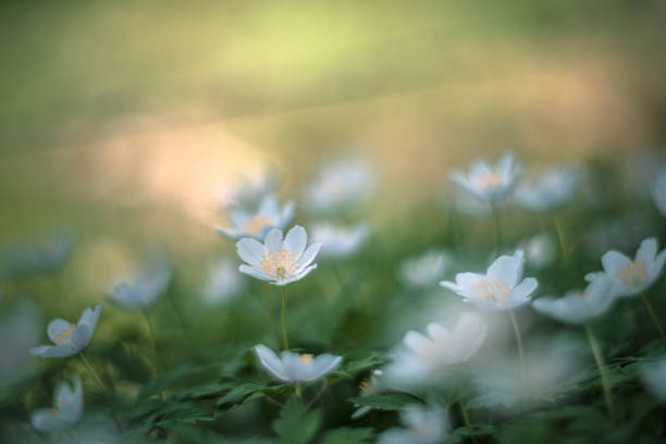 istock white flower Anemone Nemorosa 1214057383