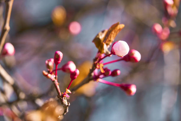 bright pink and white flowers on trees, blooming, spring landscape, beautiful background