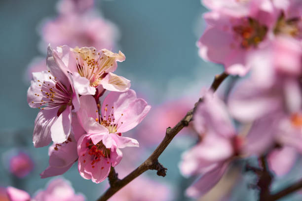 istock bright pink and white flowers on trees, blooming, spring landscape, beautiful background 1214057852