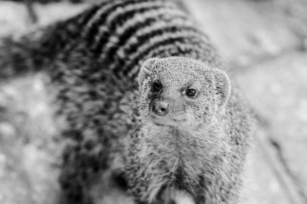 capture of mongoose in the grass portrait